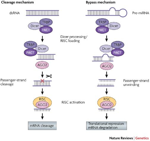 Strategies For Silencing Human Disease Using Rna Interference | Nature  Reviews Genetics Strategies For Silencing Human Disease Using Rna Interference | Nature  Reviews Genetics