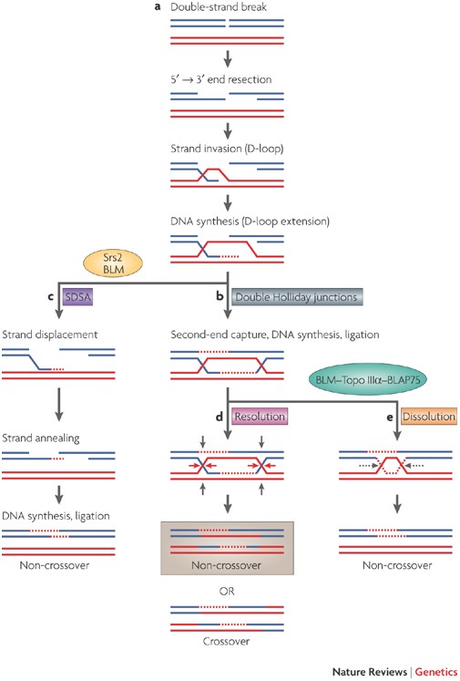 Gene conversion: mechanisms, evolution and human disease | Nature Reviews  Genetics