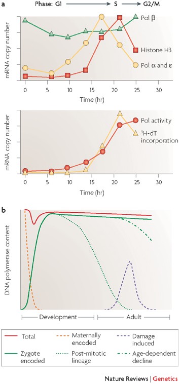 dna polymerases and human disease