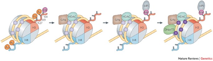 linking dna methylation and histone modification patterns and paradigms nature reviews genetics