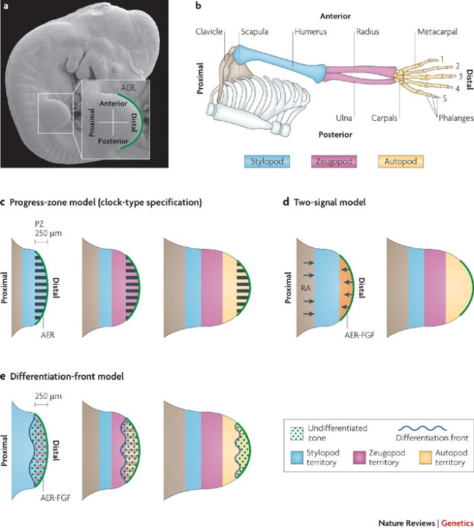 Vertebrate limb bud development: moving towards integrative ...
