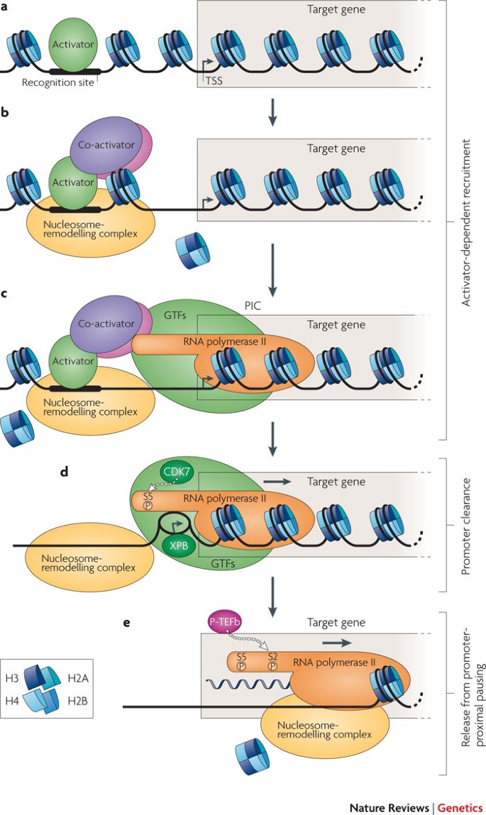 Inducible gene expression: diverse regulatory mechanisms | Nature 