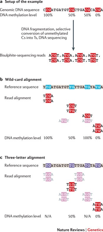 Analysing And Interpreting Dna Methylation Data Nature Reviews Genetics