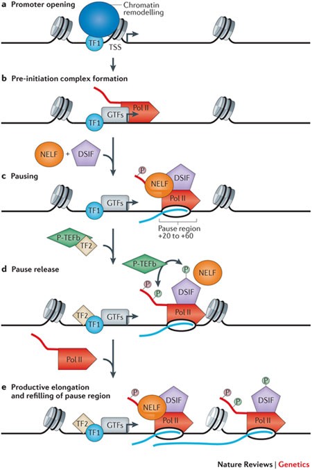Promoter Proximal Pausing Of Rna Polymerase Ii Emerging Roles In Metazoans Nature Reviews Genetics
