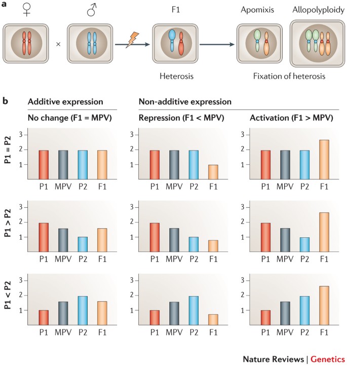 Genomic And Epigeic Insights Into The Molecular Bases Of Heterosis Nature Reviews Geics Genomic And Epigeic Insights Into The Molecular Bases Of Heterosis Nature Reviews Geics