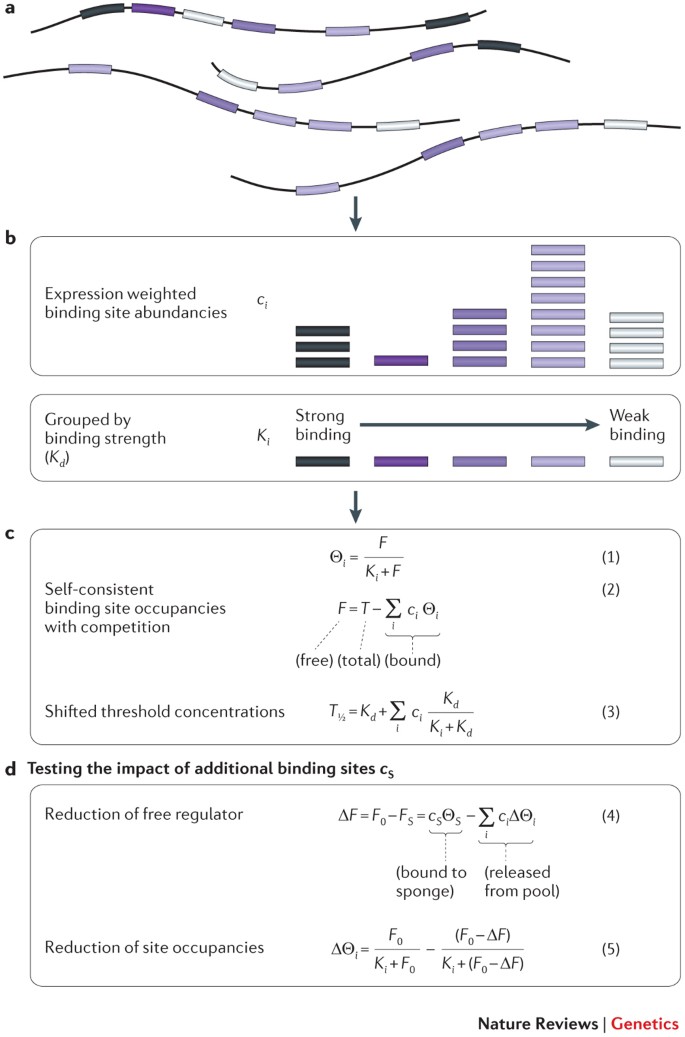 Competition Between Target Sites Of Regulators Shapes Post Transcriptional Gene Regulation Nature Reviews Genetics