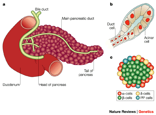 Pancreatic Organogenesis Developmental Mechanisms And Implications For Therapy Nature Reviews Genetics Pancreatic Organogenesis Developmental Mechanisms And Implications For Therapy Nature Reviews Genetics