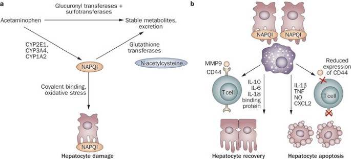 glutathione hepatotoxicity Why glutathione isn't the antidote 🤔 Explained though concept-chain from  Simplify Rx 📱 main image 0