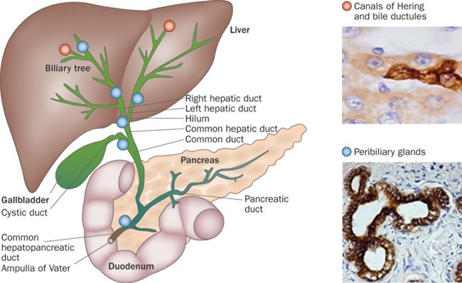 The Biliary Tree A Reservoir Of Multipotent Stem Cells Nature Reviews Gastroenterology Hepatology