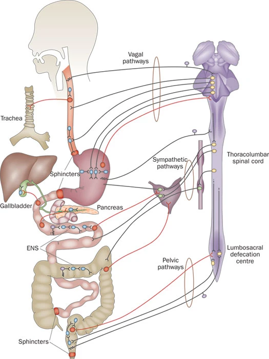 [[@Furness2012-dy]](http://dx.doi.org/10.1038/nrgastro.2012.32)