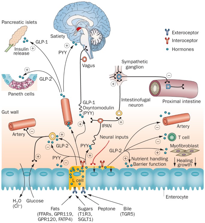 General aspects of the gut content of the Neoacrus spelaion sp. n