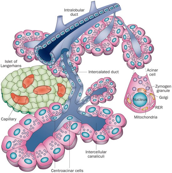 The Role Of Protein Synthesis And Digestive Enzymes In Acinar Cell Injury Nature Reviews Gastroenterology Hepatology The Role Of Protein Synthesis And Digestive Enzymes In Acinar Cell Injury Nature Reviews Gastroenterology Hepatology