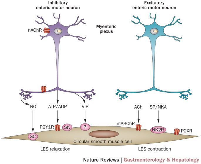 Dysphagia Current Reality And Scope Of The Problem Nature Reviews Gastroenterology Hepatology