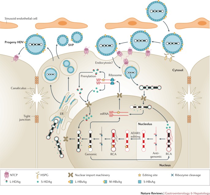 Hepatitis delta virus: insights into a peculiar pathogen and novel  treatment options | Nature Reviews Gastroenterology & Hepatology