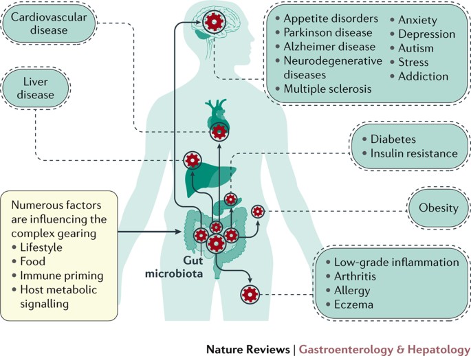 Gut microbiota — at the intersection of everything? | Nature Reviews  Gastroenterology & Hepatology