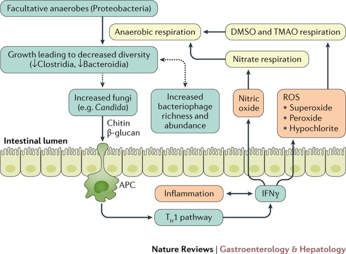 Gut microbiota and IBD: causation or correlation? | Nature Reviews  Gastroenterology & Hepatology