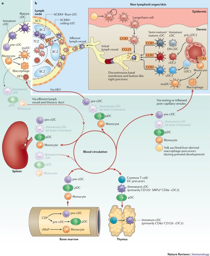 Dendritic cell migration in health and disease | Nature Reviews 