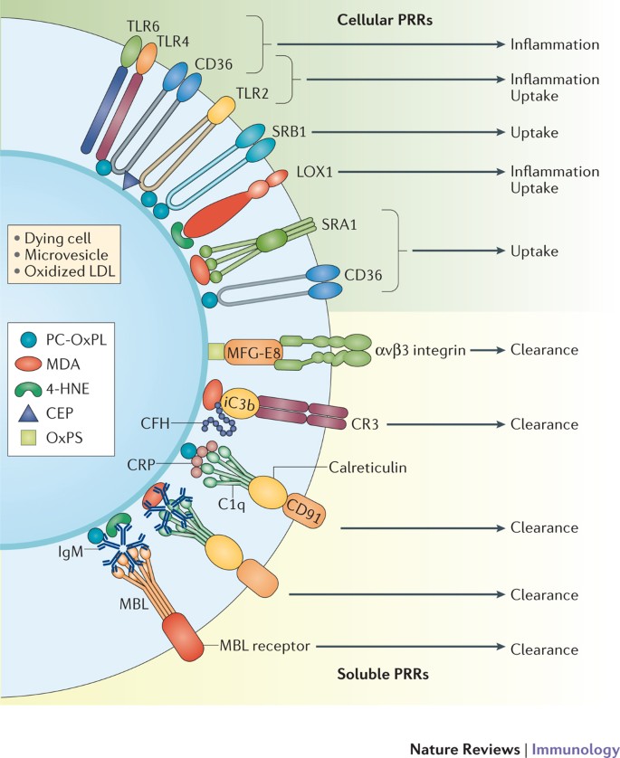 Innate sensing of oxidation-specific epitopes in health and disease |  Nature Reviews Immunology