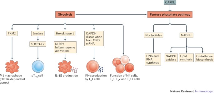 glutathione oxidase in mycobacteria A guide to immunometabolism for immunologists Piel opaca y sin glow Risks of Whitening Supplements: Size:1200