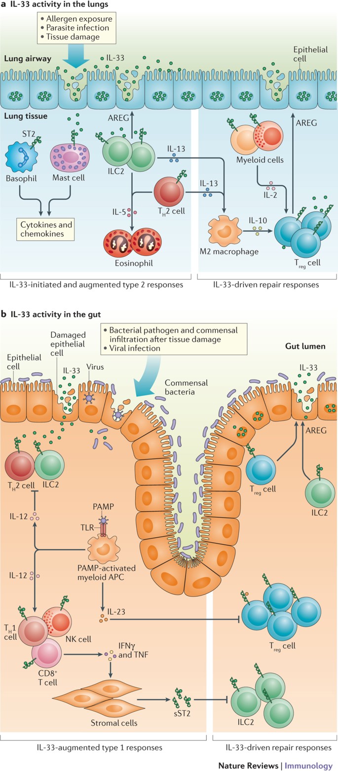 Interleukin 33 In Health And Disease Nature Reviews Immunology