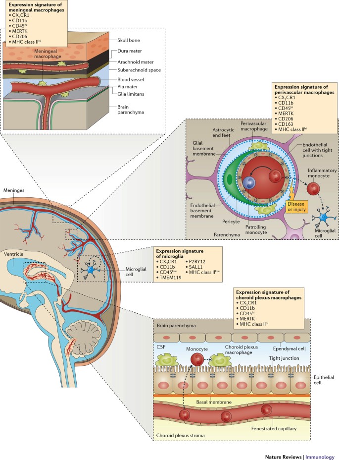Microglia And Macrophages In Brain Homeostasis And Disease Nature Reviews Immunology