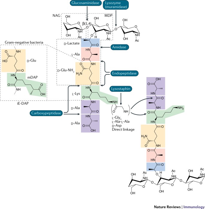 peptidoglycan structure in gram positive bacteria