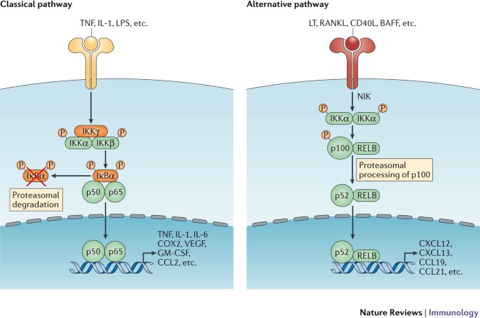 NF-κB, inflammation, immunity and cancer: coming of age | Nature Reviews  Immunology