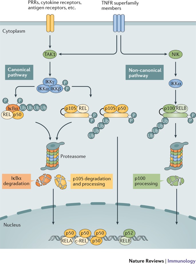 Todos los años multa Productos lácteos The non-canonical NF-κB pathway in immunity and inflammation | Nature  Reviews Immunology