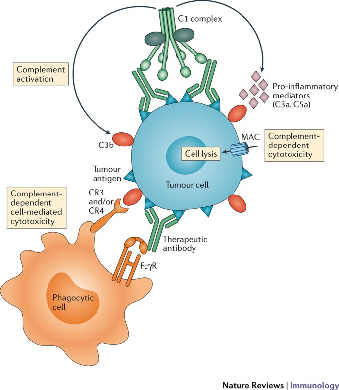 Complement In Cancer Untangling An Intricate Relationship Nature Reviews Immunology