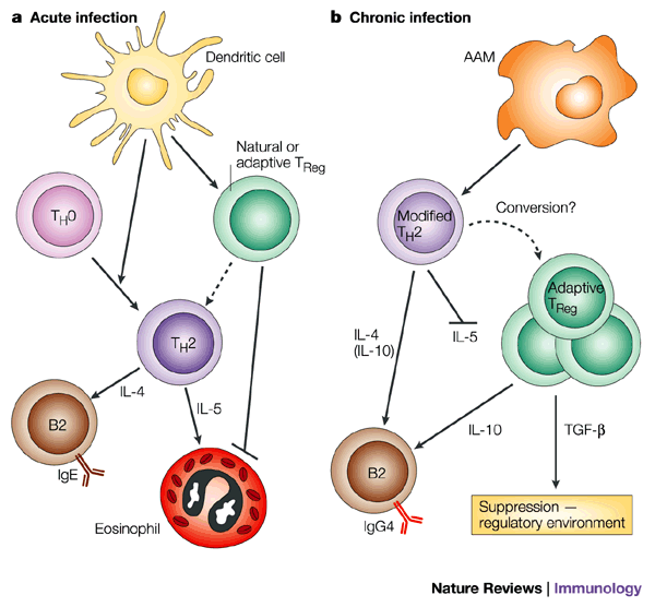 helmint és a thrombocyta diagram