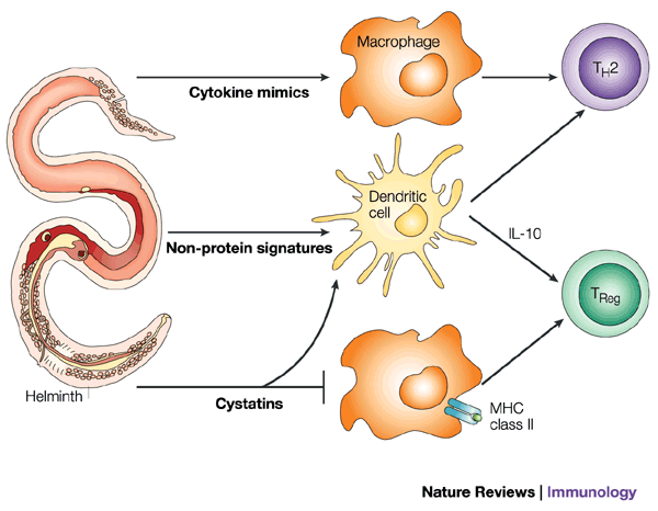 helmint és a thrombocyta diagram