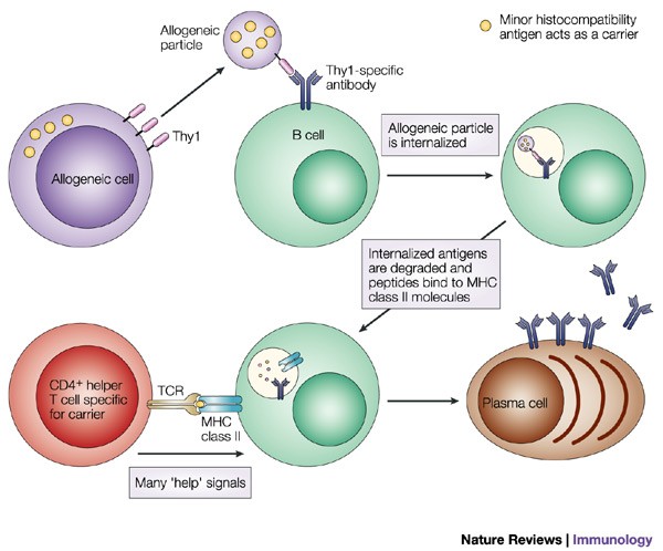 T Cell B Cell Cooperation Nature Reviews Immunology