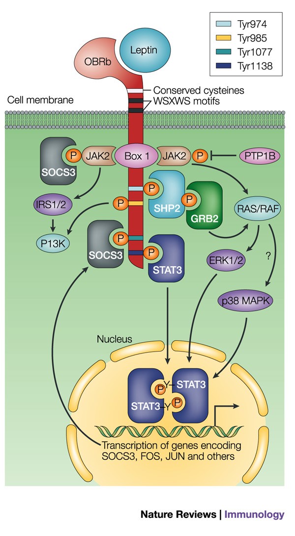 semaglutide leptin for Weight Loss The weight of leptin in