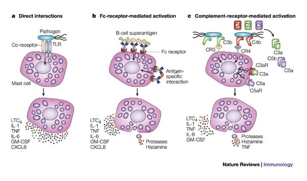 glutathione and mast cell activation prevents high glucose-induced pancreatic fibrosis by suppressing pancreatic stellate via the ROS/TGF/SMAD pathway Hispidulin Alleviates Mast Cell-Mediated Allergic
