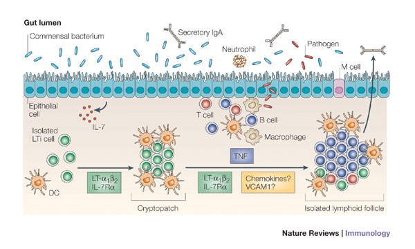 Inducible lymphoid tissues in the adult gut: recapitulation of a fetal  developmental pathway? | Nature Reviews Immunology Inducible lymphoid tissues in the adult gut: recapitulation of a fetal  developmental pathway? | Nature Reviews Immunology