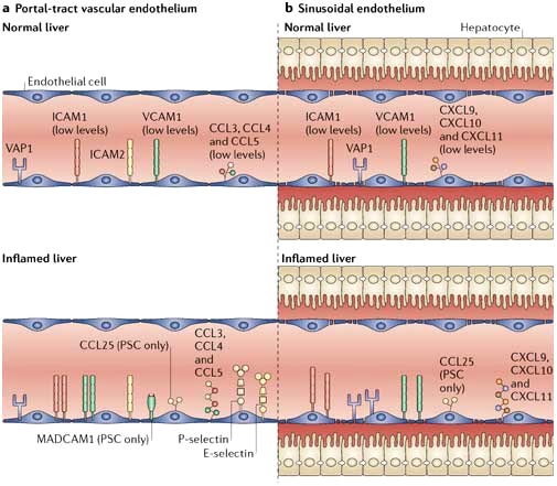 Aberrant homing of mucosal T cells and extra-intestinal manifestations of  inflammatory bowel disease | Nature Reviews Immunology