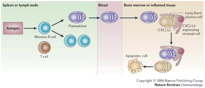 Competence And Competition The Challenge Of Becoming A Long Lived Plasma Cell Nature Reviews Immunology