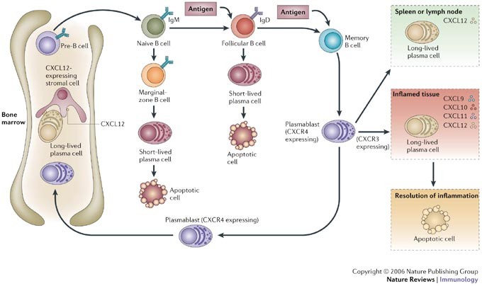 Competence And Competition The Challenge Of Becoming A Long Lived Plasma Cell Nature Reviews Immunology