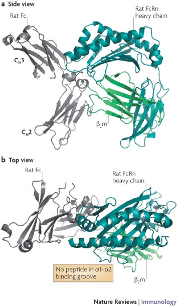Fcrn The Neonatal Fc Receptor Comes Of Age Nature Reviews Immunology Fcrn The Neonatal Fc Receptor Comes Of Age Nature Reviews Immunology