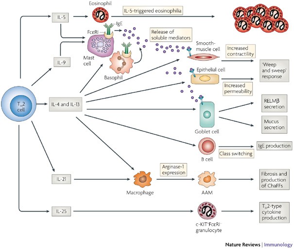 helminth infection protects)