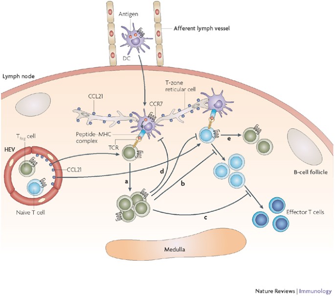 Ccr7 And Its Ligands Balancing Immunity And Tolerance Nature Reviews Immunology