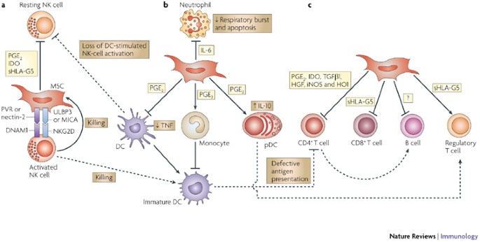 Kollegium peber Efterforskning Mesenchymal stem cells in health and disease | Nature Reviews Immunology