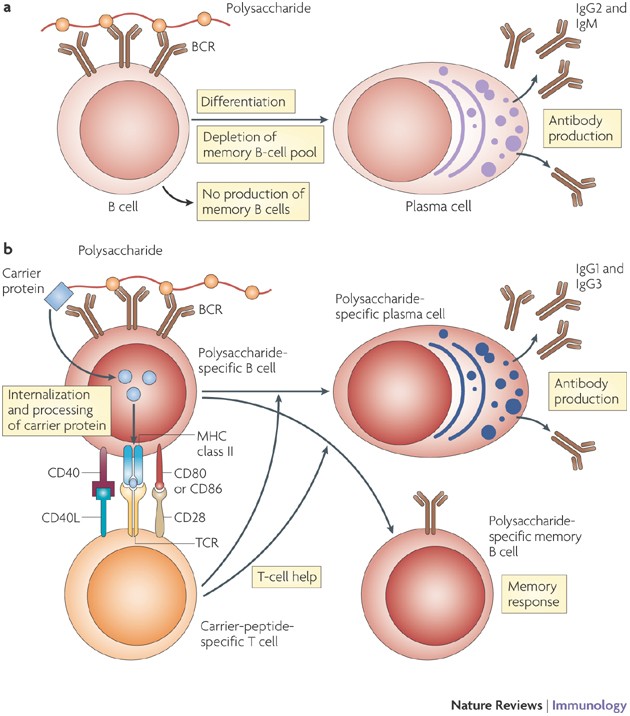 gége papillomatosis def