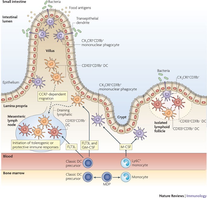 morphine Persona Chairman Securing the immune tightrope: mononuclear phagocytes in the intestinal lamina propria | Nature Reviews Immunology morphine Persona Chairman Securing the immune tightrope: mononuclear phagocytes in the intestinal lamina propria | Nature Reviews Immunology