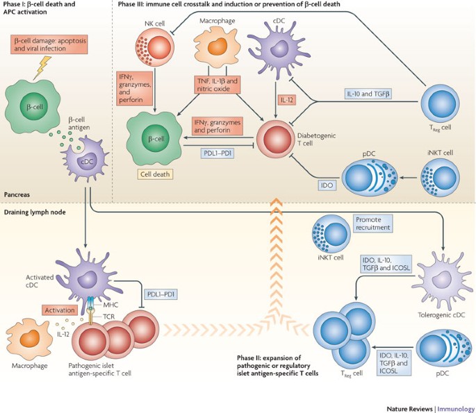 Immune cell crosstalk in type 1 diabetes | Nature Reviews Immunology