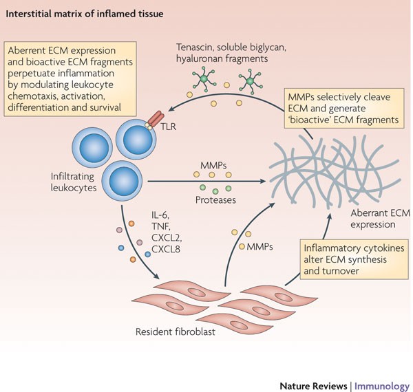 The impact of the extracellular matrix on inflammation | Nature Reviews  Immunology