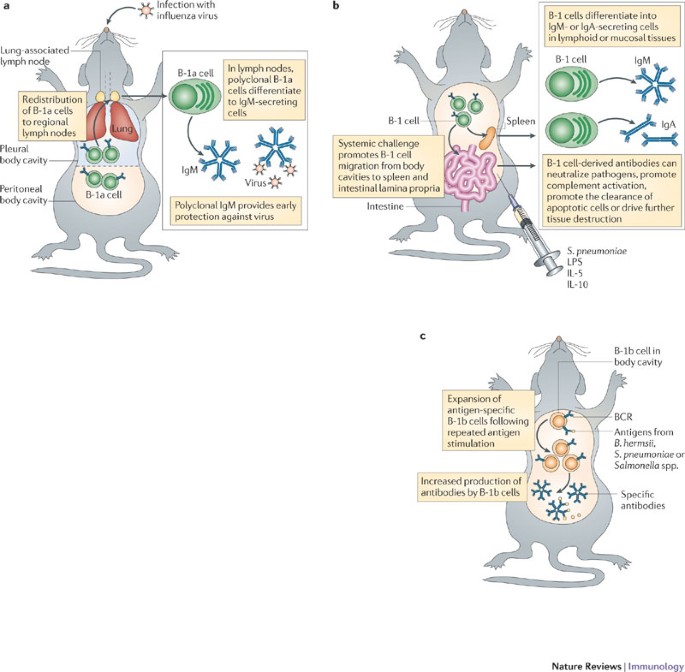 The double life of a B-1 cell: self-reactivity selects for protective  effector functions | Nature Reviews Immunology