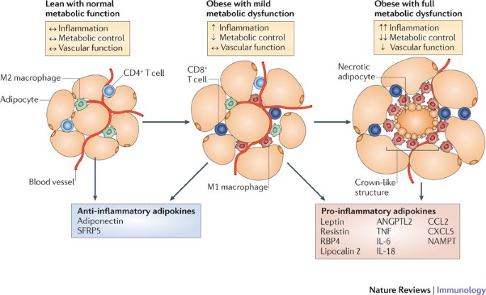 Adipokines In Inflammation And Metabolic Disease Nature Reviews Immunology