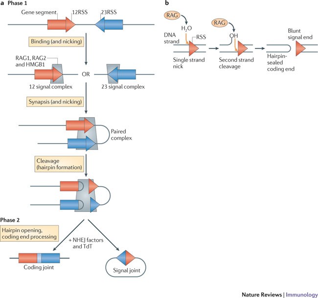 Recombination Centres And The Orchestration Of V D J Recombination Nature Reviews Immunology