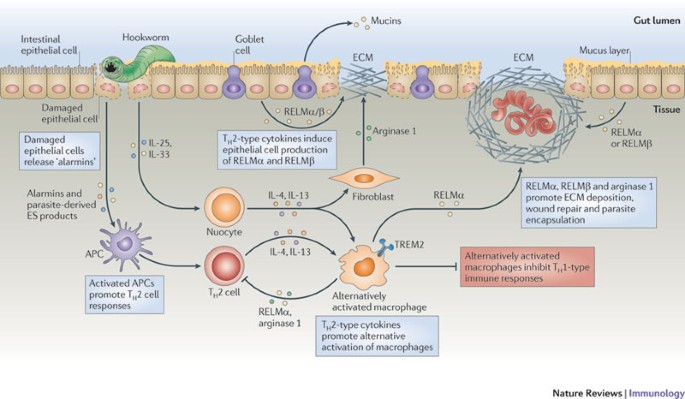 helminth and immune response